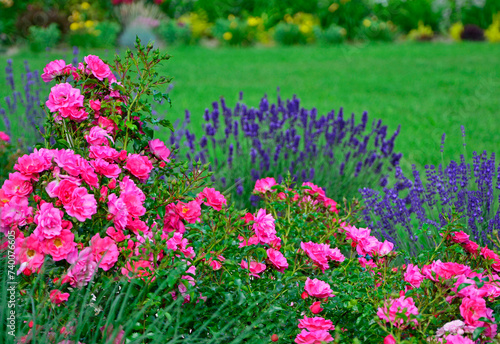 róża i lawenda, lawenda wąskolistna - lavender, (lavandula angustifolia, Rosa), różowe róże i fioletowa lawenda, pink garden roses, flowerbed, ogród kwiatowy 
