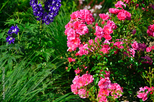 różowa róża w ogrodzie, Rosa, Delphinium, różowe róże i fioletowa ostróżka, pink garden roses, flowerbed, ogród kwiatowy 