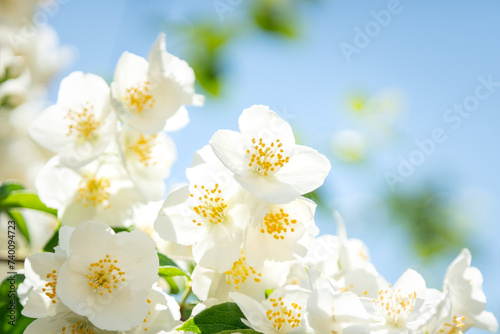 Beautiful white jasmine flowers on a blue background