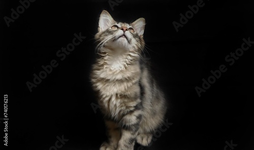Katze Portrait 