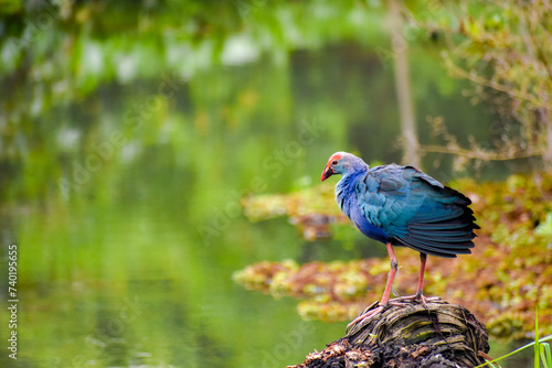 A swamphen bird in a wetland. Diyasaru Park, Sri Jayawardanapura, Sri Lanka.