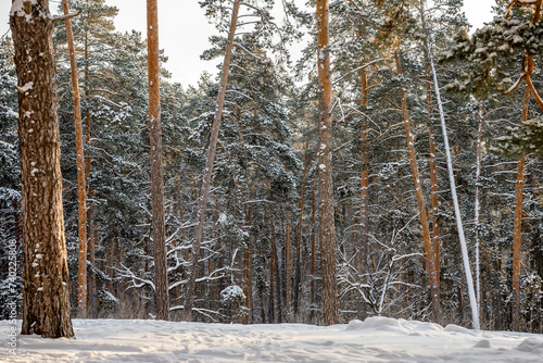 Beautiful winter snow forest,natural background