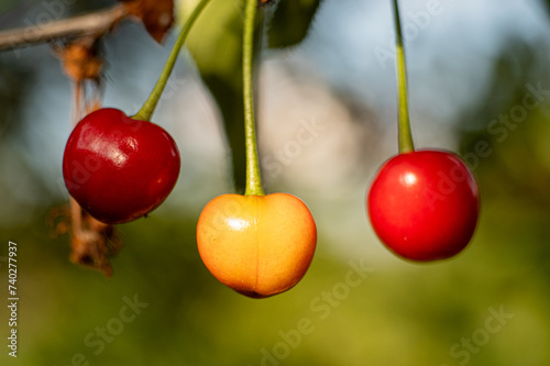 trzy dojrzewające wiśnie, żółta, pomarańczowa i czerwona