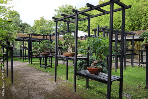 bonzaï trees collection in Vincennes garden ,botanical exhibition