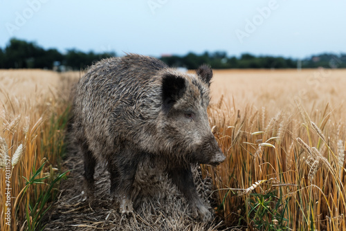 Wildschwein im Weizen
