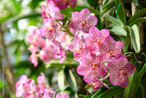 Pink Vanda orchid flower blossom in garden, Spring season