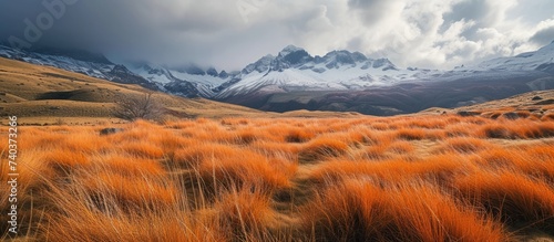 A natural landscape of tall grass with mountains in the background under a cloudy sky, creating a picturesque scene of grassland and wood meets mountain