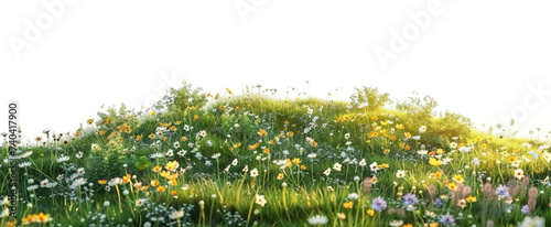 Small hill covered with wild flowers isolated on a transparent background. PNG element for landscape design background.