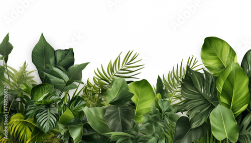 Background of tropical flowers