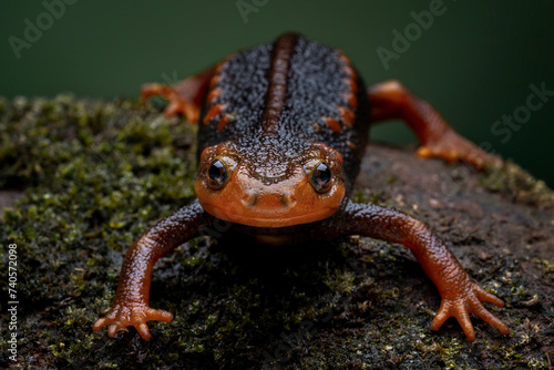 Crocodile newt (Tylototriton verrucosus) is an attractive large and robust species also known as Himalayan Nobby Newt.