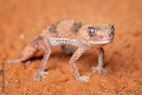Knob-tailed Gecko (Nephrurus levis) native to Australia on desert sands.