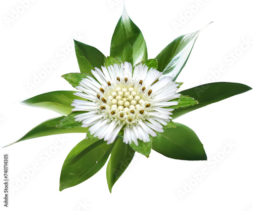 White flower, Bhringtaj flower with Leaf, Green, Bhringraj, Eclipta prostrata,