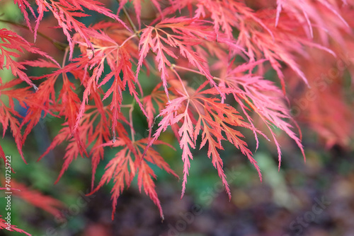 The red dissected leaves of the Acer palmatum Dissectum Viride Group or Acer 'Viridis' during its autumn display.