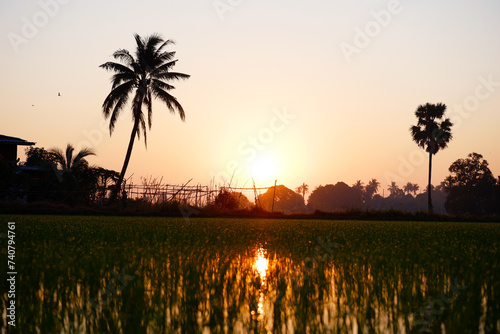 Morning sunrise in the rice fields.