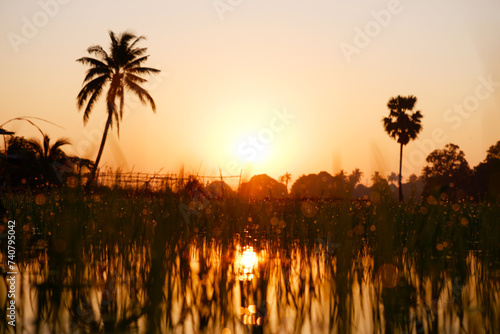 Evening sunset light in the rice fields.
