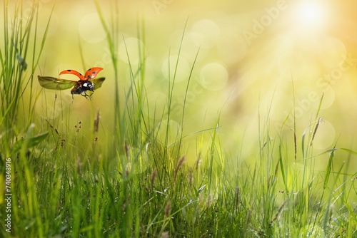 Abstract natural background with green grass and flying lady bug.