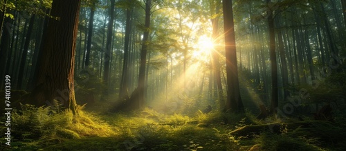 Serene forest landscape with sunrays shining through dense trees and lush greenery