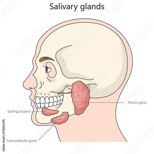 Salivary gland structure diagram hand drawn schematic vector illustration. Medical science educational illustration