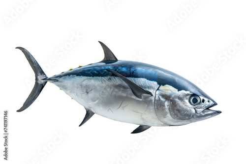 Bluefin tuna isolated on transparent and white background.PNG image
