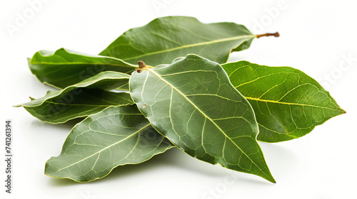 Aromatic fresh bay leaves