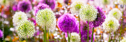 Giant onion (Allium), popular and beautiful big flowering garden plant with globes of intense white and purple umbels. Panorama of backlit colorful flowers in spring season in a park in Germany. 