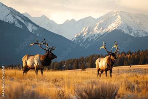 Two majestic bull elks in a golden meadow at dusk with mountains in the backdrop, Generative AI