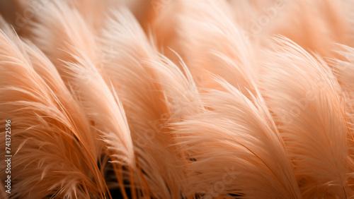 A closeup view of soft peach apricot color flowing feathers dry grass in windy sunny weather background. Beauty of nature concept