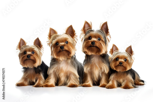 Image of family of yorkshire terrier dog on white background. Pet. Animals. Illustration. Generative AI.