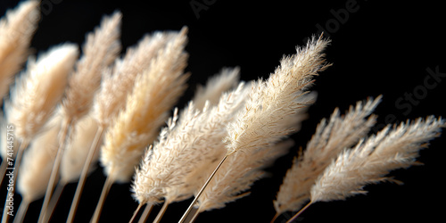 Dried bunny tail grass on a light background, White deodorant and dry pampas grass on beige background,