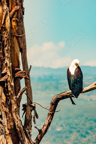 African fish eagle on a tree branch at Lake Nakuru National Park in Kenya