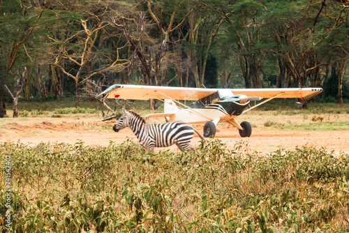 A herd of zebras walking next to a small aeroplane in Lake Nakuru, Kenya