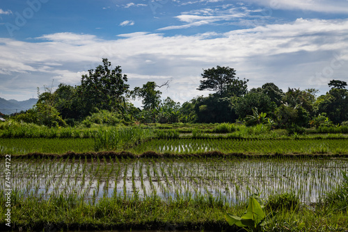 landscape with rice field in bali