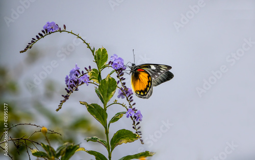 Delias pasithoe butterfly on plant