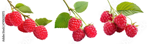 Set of branches with delicious, ripe raspberries, cut out