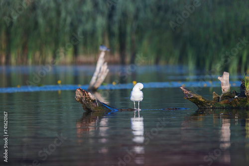 Majestic White Bird Mastering the Danube Delta Waters