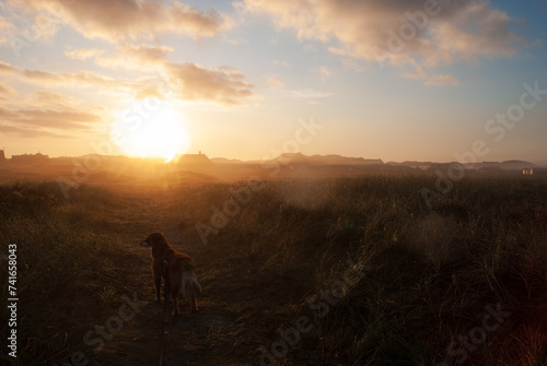 Nebelmorgen - mit dem Hund am frühen Morgen in einem Dünengebiet unterwegs