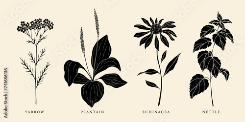 Set of flat vector yarrow, plantain, echinacea and nettle
