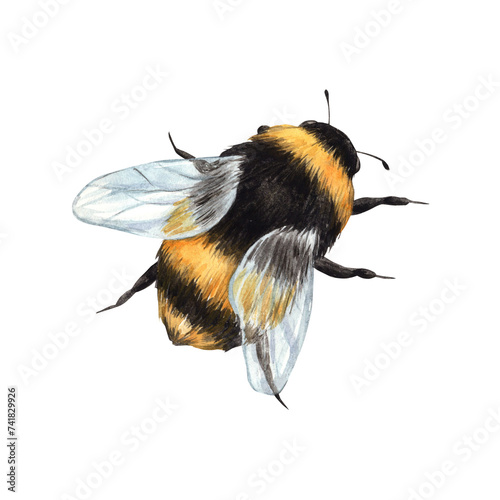 Watercolor drawing of a bumblebee in flight. Illustration hand drawn on white background, suitable for menu design, packaging, poster, website, textile, invitation, brochure, textile.