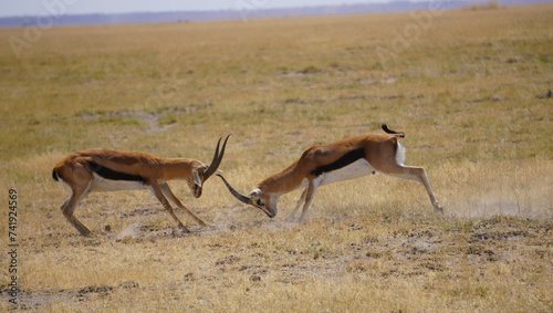 Thompson gazelles fighting
