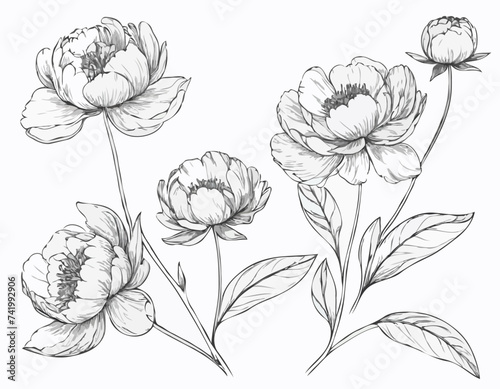 Vector graphics of peony flowers 
