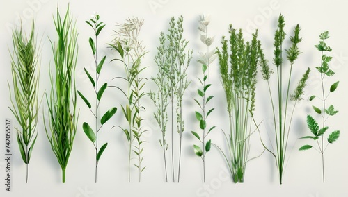 a bunch of different kinds of grasses and leaves, in the style of realistic details, absinthe culture, high detailed, organic simplicity