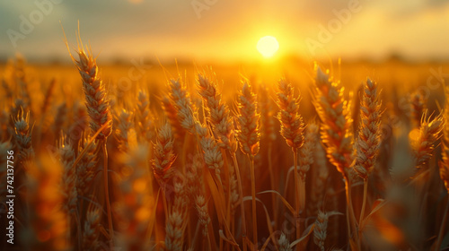 Closeup of a group of wheat heads bending and bowing gracefully to the winds musical movements.