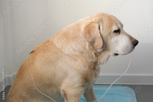 Photo of old sad yellow labrador retriever getting hypodermic drip infusion for dog with kidney failure. Concept of illness and veterinary clinic. 