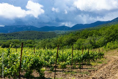 Rain clouds over mountains and a valley with a green vineyard.