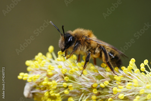 Closeup on a female of the rare and early flying Large Sallow, Mining Bee , Anderna apicata sitting on a yellow pollen loaded Willow catkin , Salix caprea