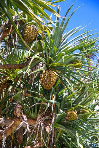 Hala fruit (pandanus tectorius or screwpine) growing in a coastal lowland of the Kingfisher Bay Resort on the west (continental) coast of Fraser Island in Queensland, Australia