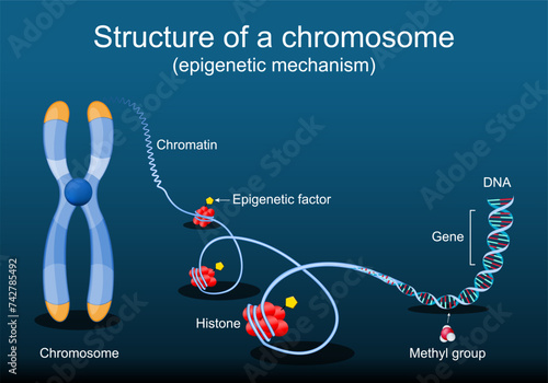 Structure of a chromosome. Epigenetic mechanism