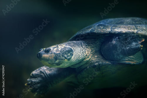 South American River Turtle (Podocnemis expansa) - Diving underwater