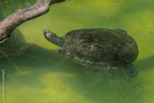 South American River Turtle (Podocnemis expansa) - Swimming