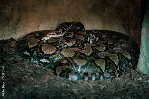 Reticulated Python snake (Malayopython reticulatus)